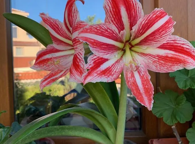 Casa de hóspedes Breeze Chernomorets